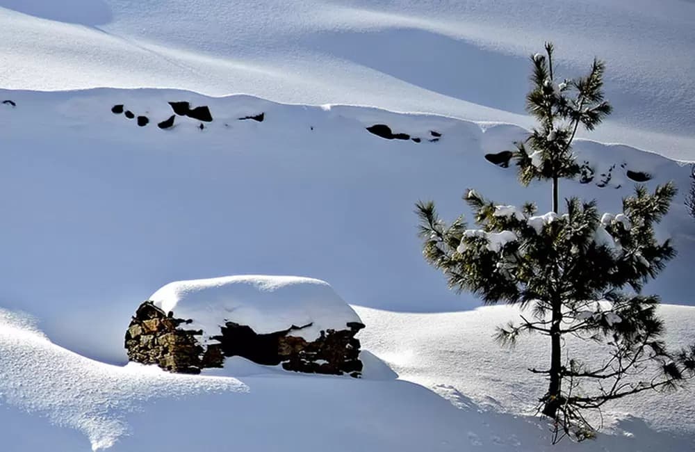 Photo 13 of Auli Gorson Bugyal Trek