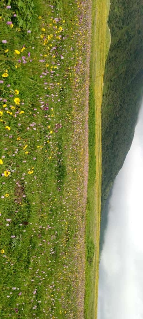 Photo 2 of Valley of Flowers Trek