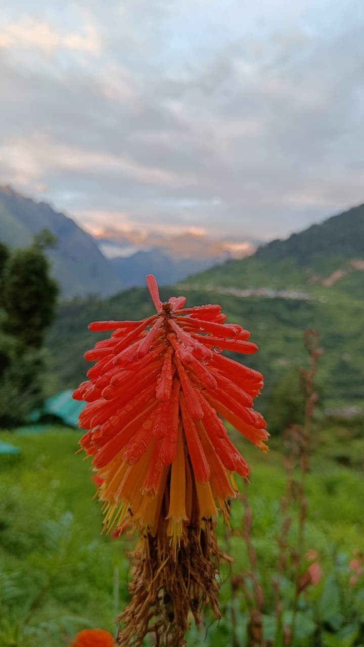 Photo 3 of Valley of Flowers Trek