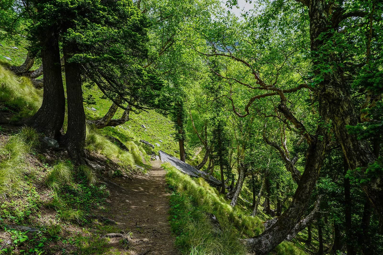 Photo 8 of Buran Ghati Trek