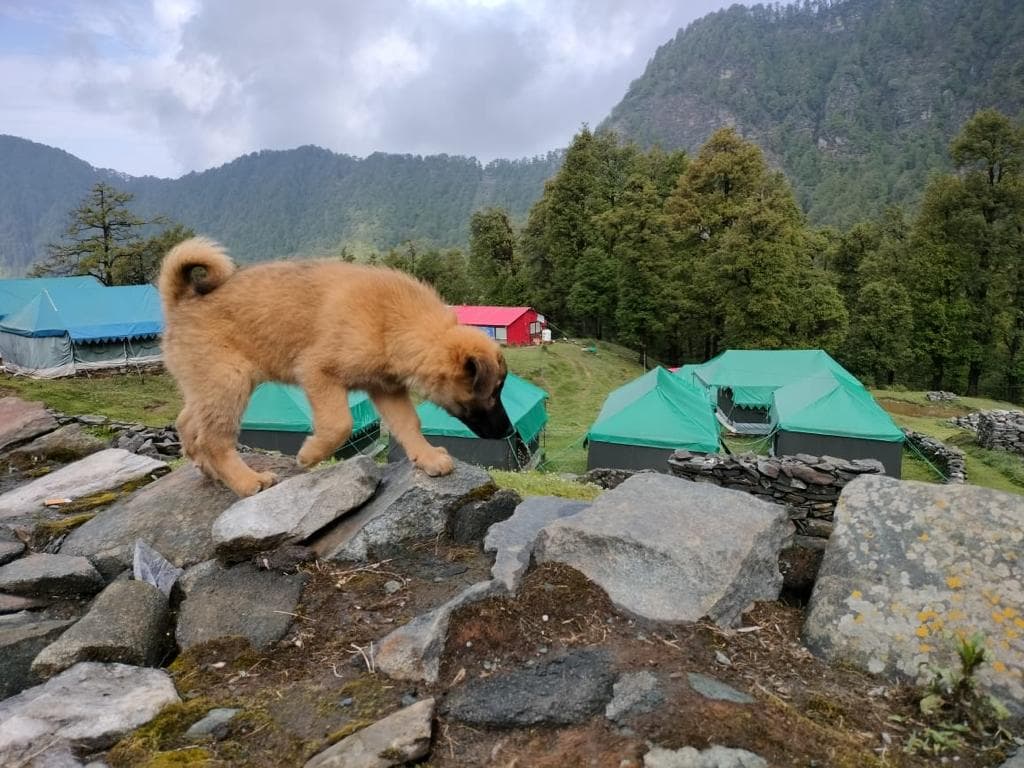 Photo 7 of Chopta Chandrashila Tungnath with Deoriatal