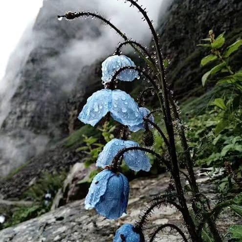 Photo 14 of Valley of Flowers Trek