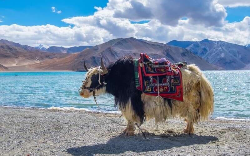 Photo 7 of Leh Ladakh Bike Tour